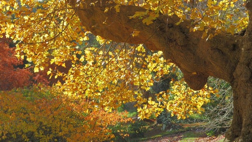 Tulip Tree in autumn at Glendurgan Garden